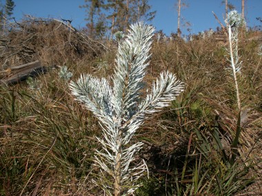 STIHL HSA 26 SET - Akumulátorové nožnice (IBA STROJ)