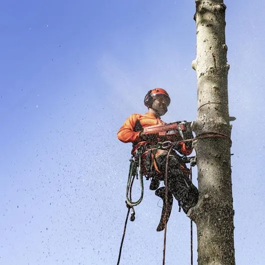 Motorová píla HUSQVARNA 545 Mark II